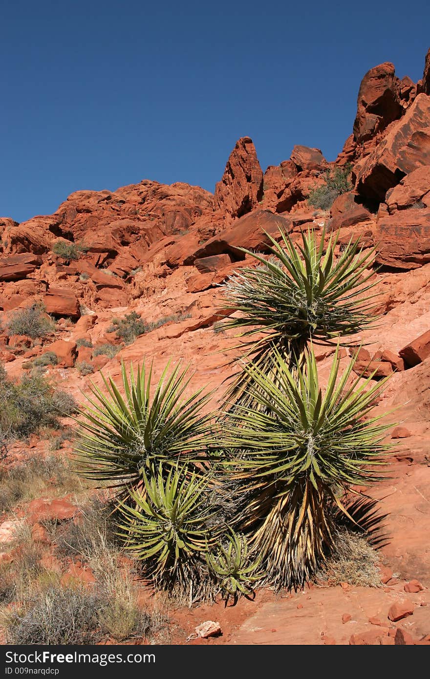 Yucca plant