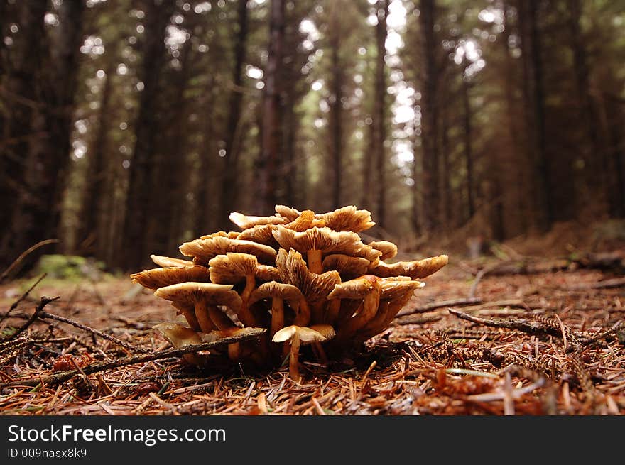 Wild Mushroom