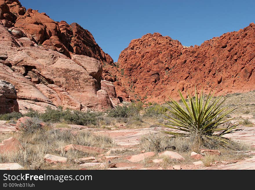 Yucca plant