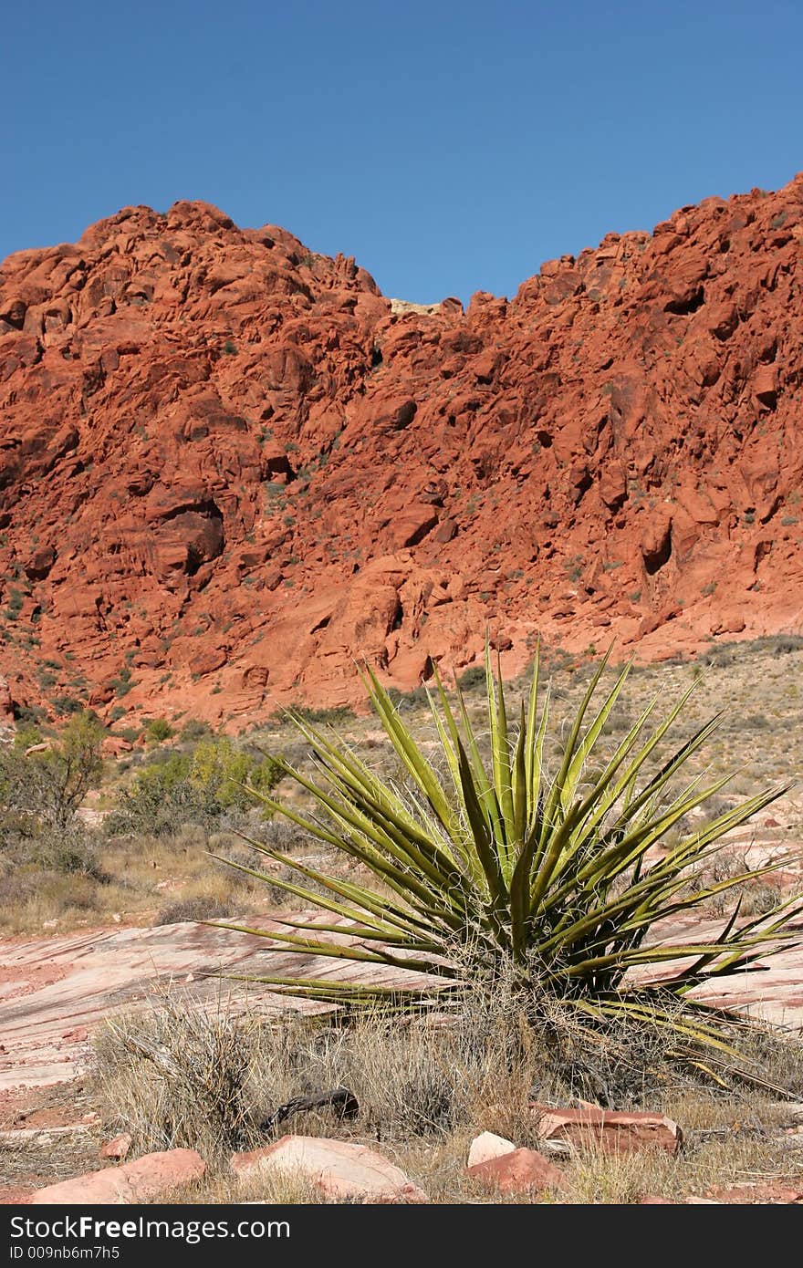 Yucca Plant