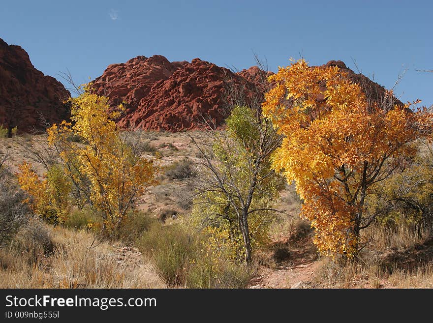 Foliage, leaves on the tree changing colors