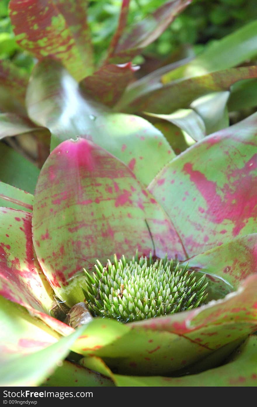 Tropical plant filled with water.