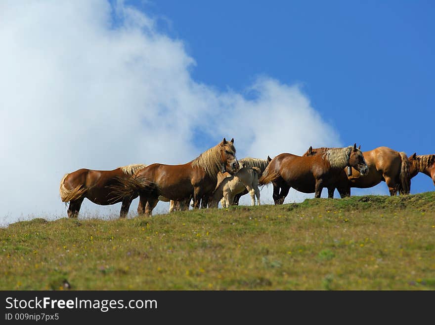 Wild horses