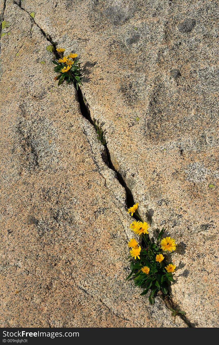 A little flowers surviving in high mountain. A little flowers surviving in high mountain