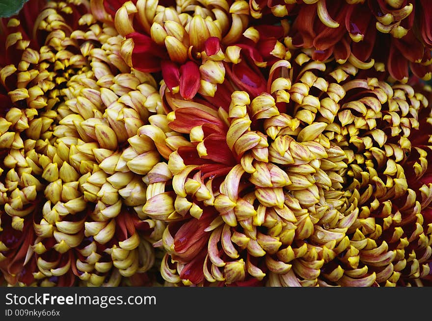 Chrysanthemum Background