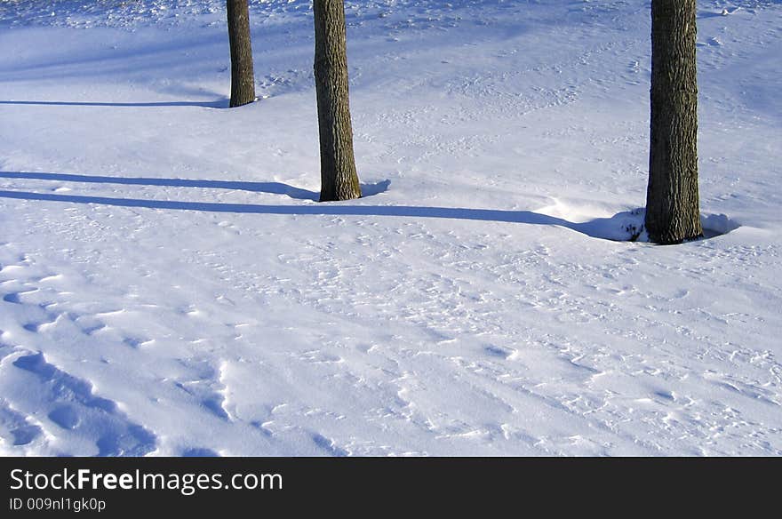 Winter trees and shadows in Ottawa, Canada