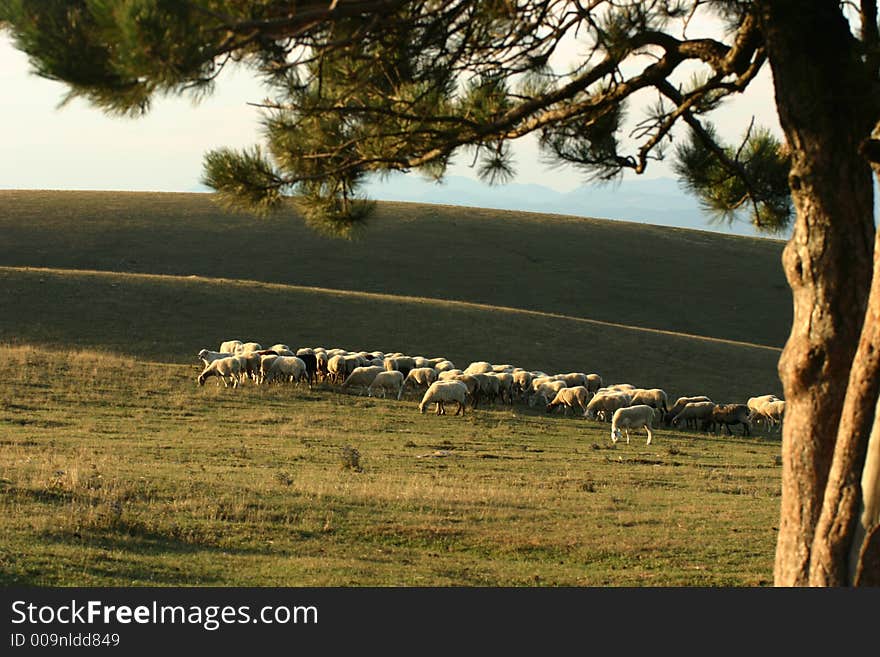 Sheep at pasture on a mountain of umbria, italy. Sheep at pasture on a mountain of umbria, italy