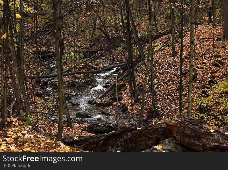 Stream surrounded by fallen trees and autumn leaves. Stream surrounded by fallen trees and autumn leaves