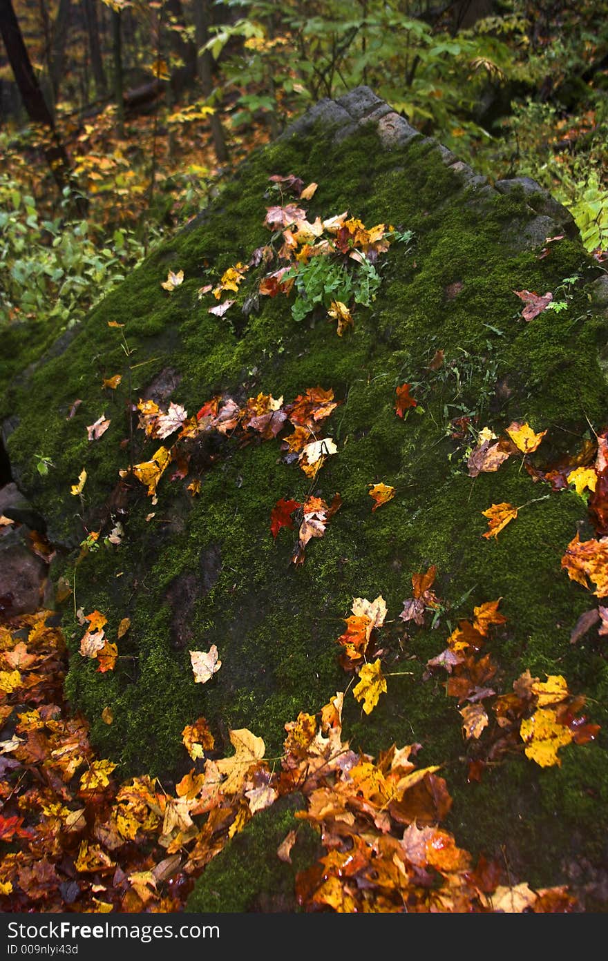 Mossy Rock in Autumn