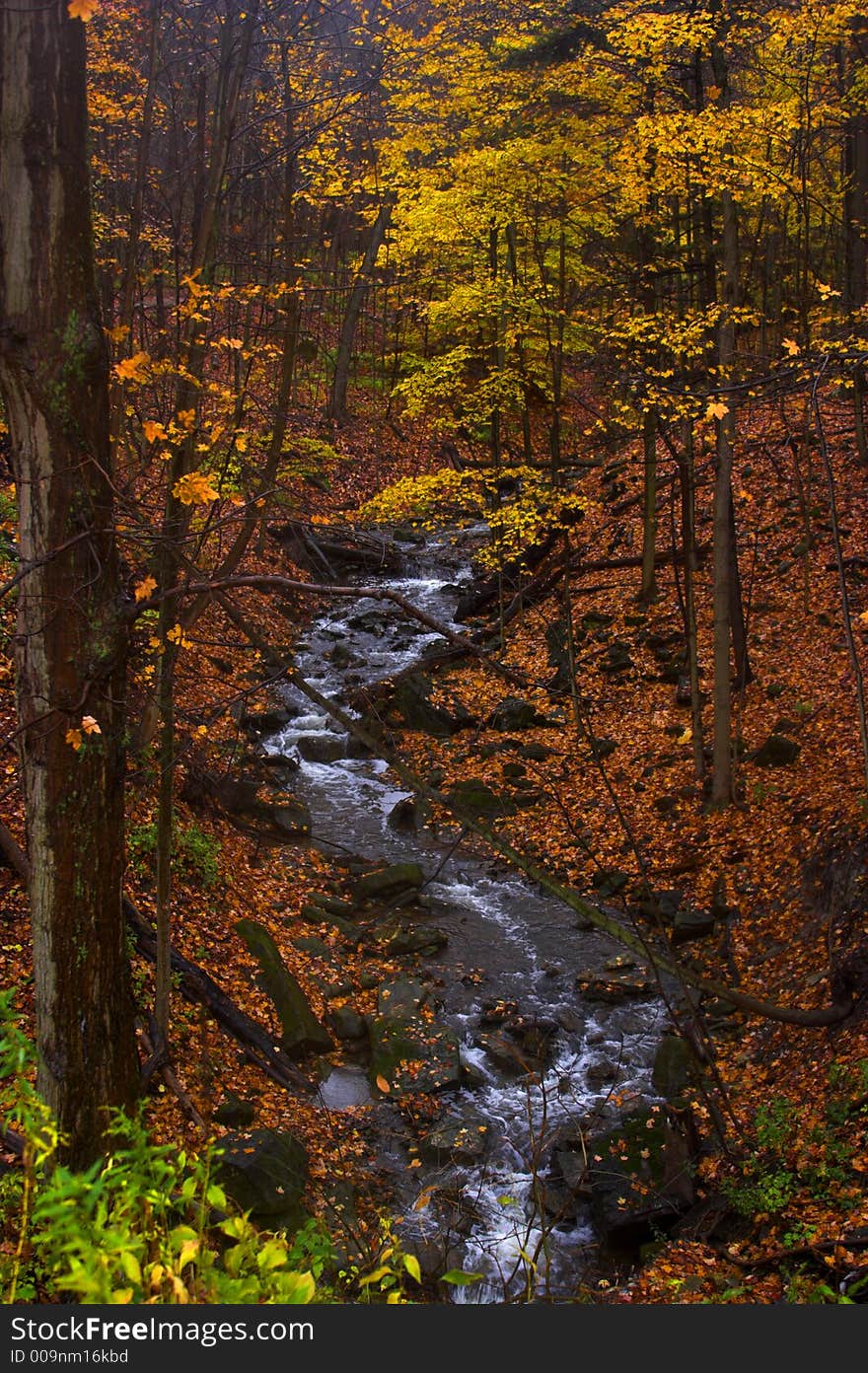 Stream in Autumn