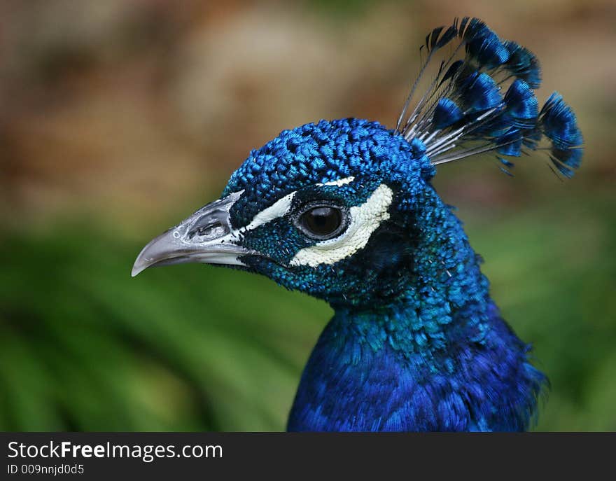 Peacock