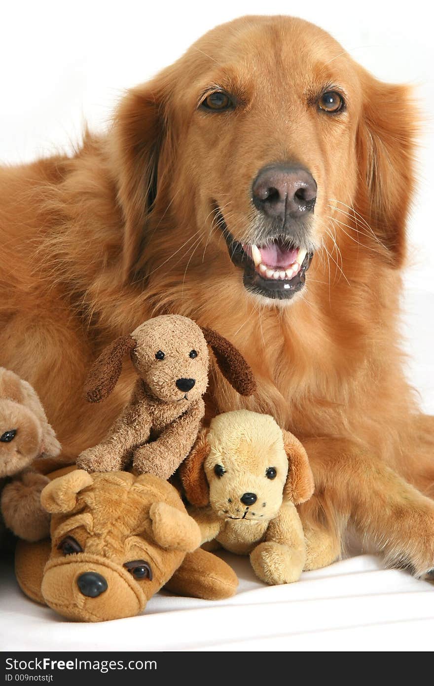 Golden retriever posing with doggy soft-toys.