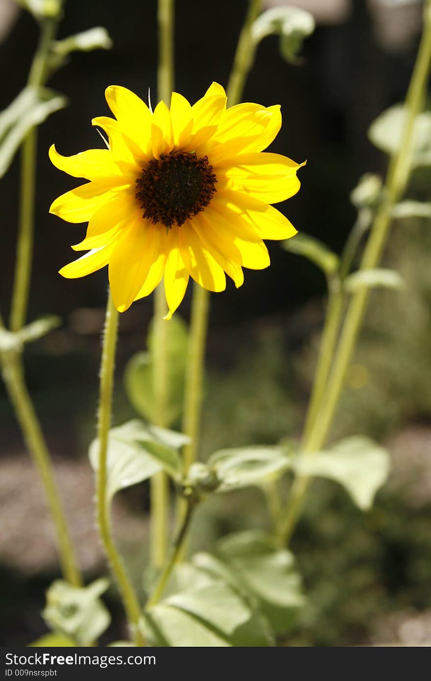 Sunflower