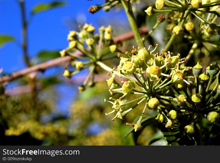 Small green branches in deep a blue sky. The nature in its better