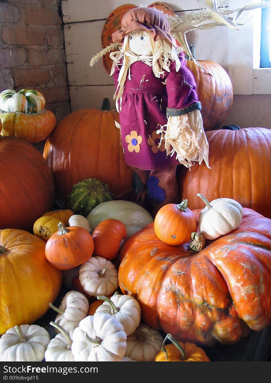 Cute corn doll named Autumn stands guard over the seasons harvest of beautiful colored squash. Cute corn doll named Autumn stands guard over the seasons harvest of beautiful colored squash.