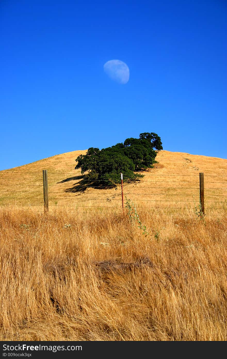 Moon and Field