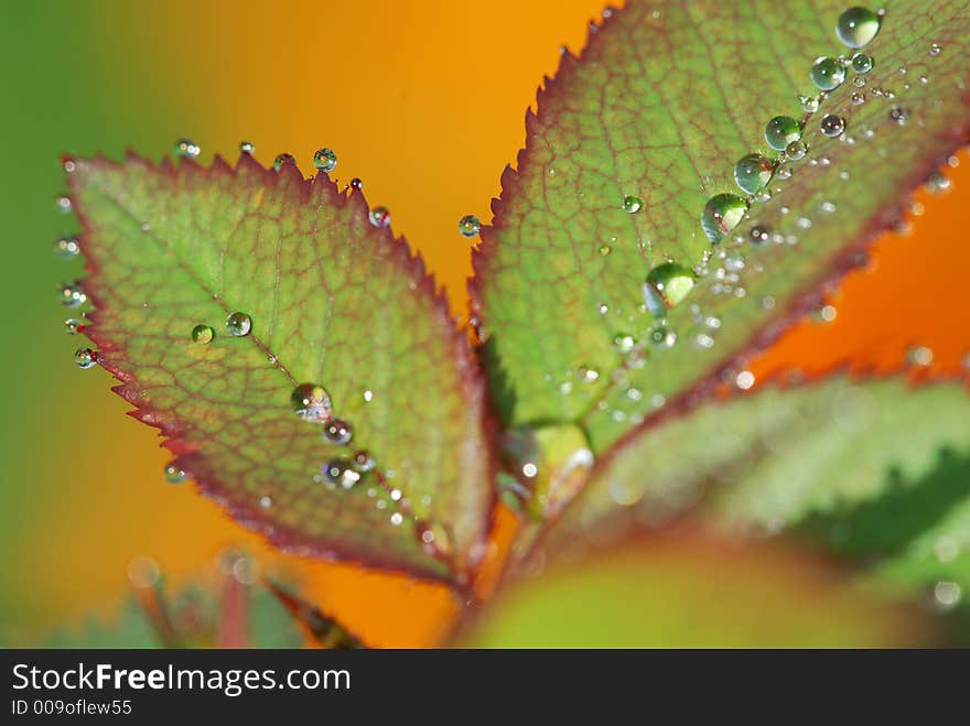 Raindrops on small rose leaf. Raindrops on small rose leaf