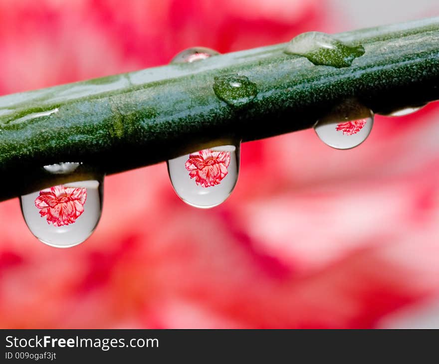 Flower Droplets