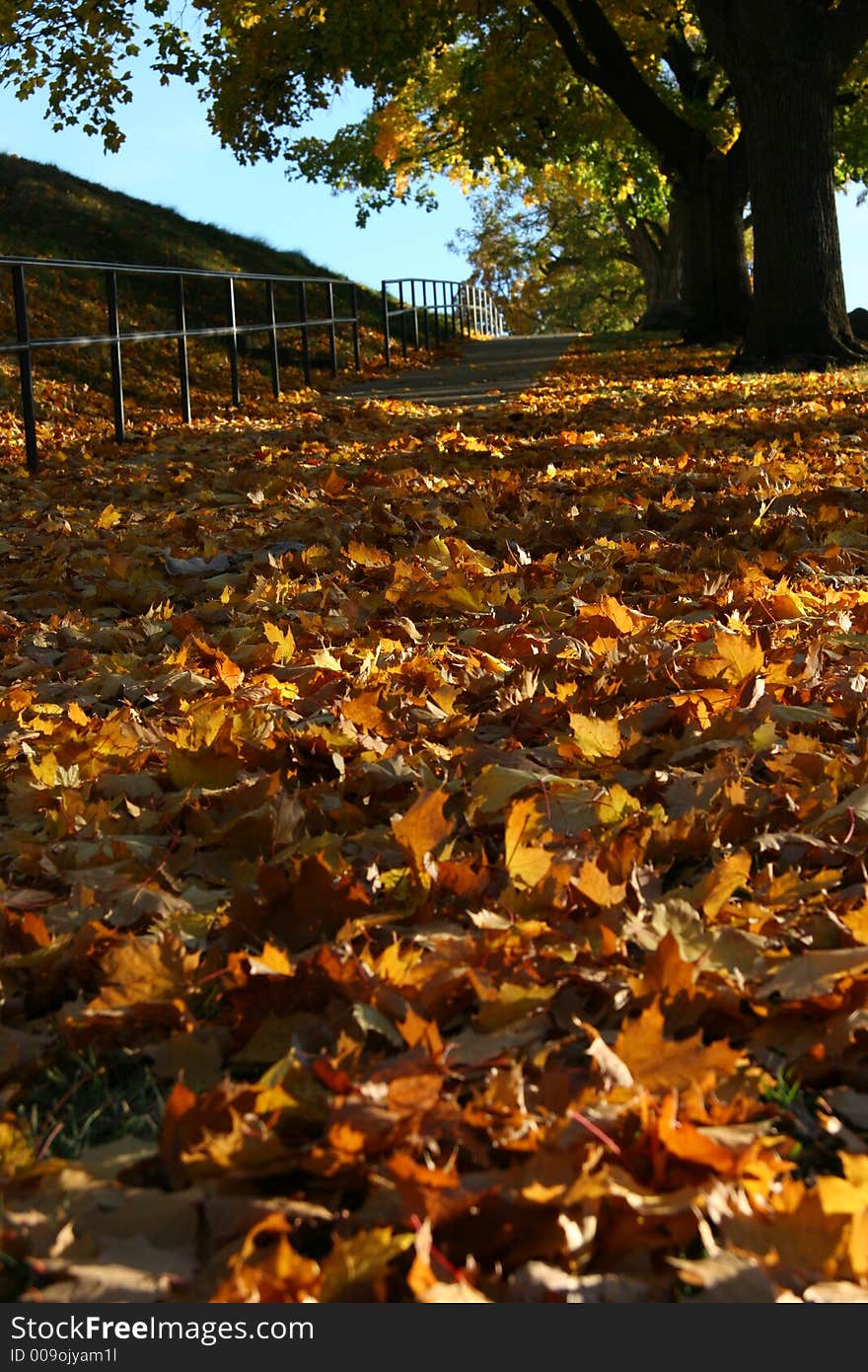 La Grande fall yellow leaves late afternoon sunset shadow blue sky low angle