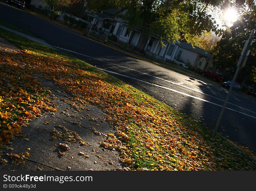 Sun light late afternoon yellow leaves fallen contrast La Grande fall Oregon. Sun light late afternoon yellow leaves fallen contrast La Grande fall Oregon