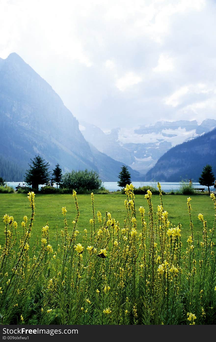 Yellow flowers in front of glacial mountain lake. Yellow flowers in front of glacial mountain lake