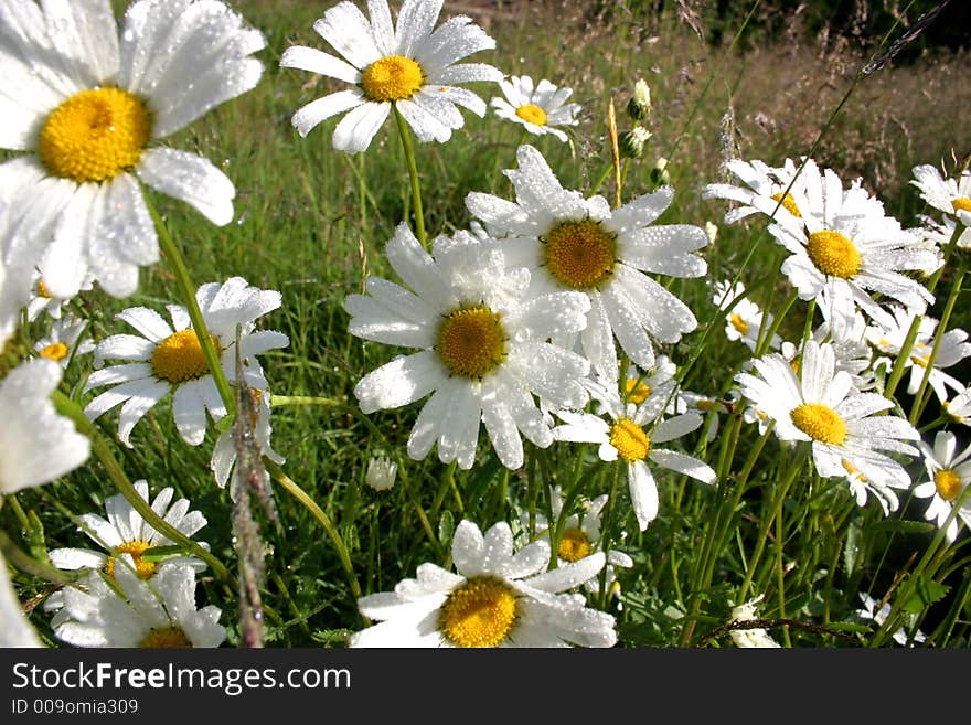 Flowers