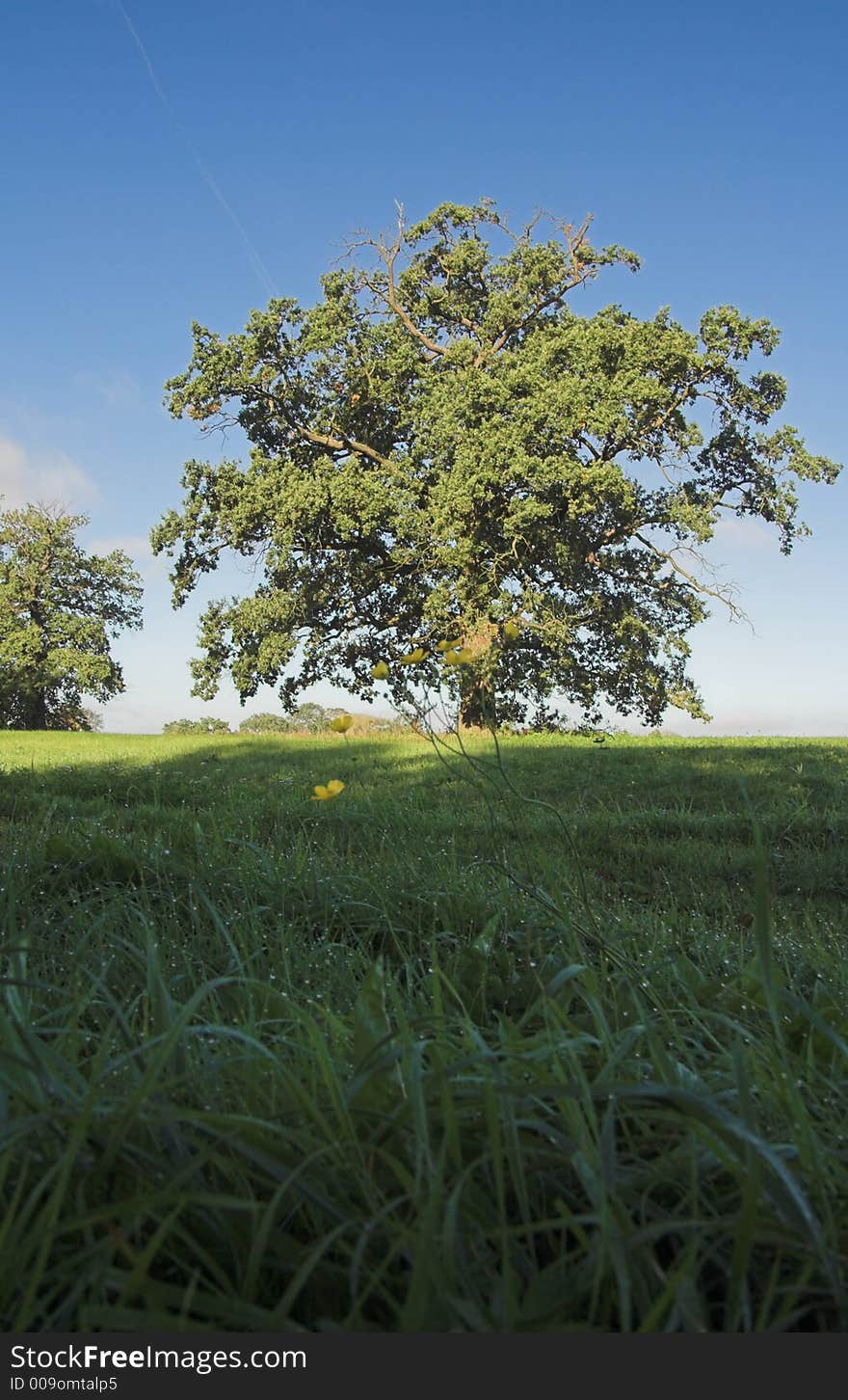 Meadow after sunrise  with dew, tree and fresh grass