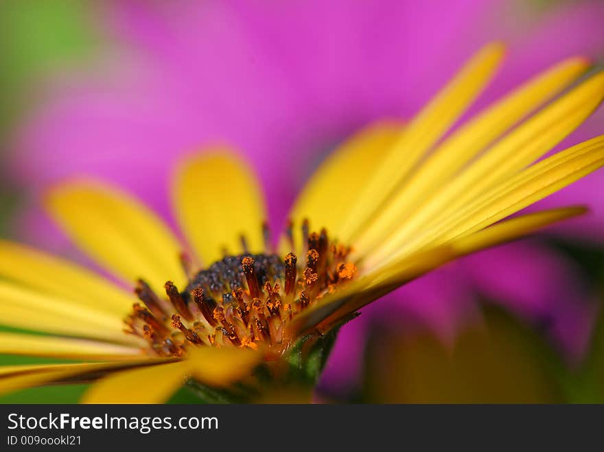 Close up of yellow flower. Close up of yellow flower