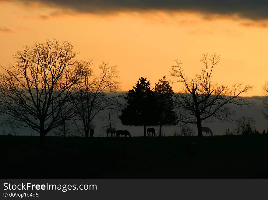 Horses against sunset on a ridge, silhouette