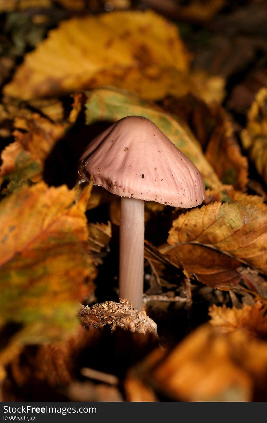 Pink Mushroom