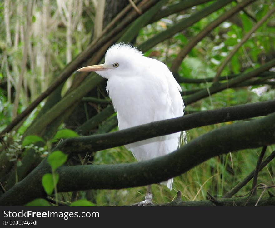 Great Egret - Casmerodius albus