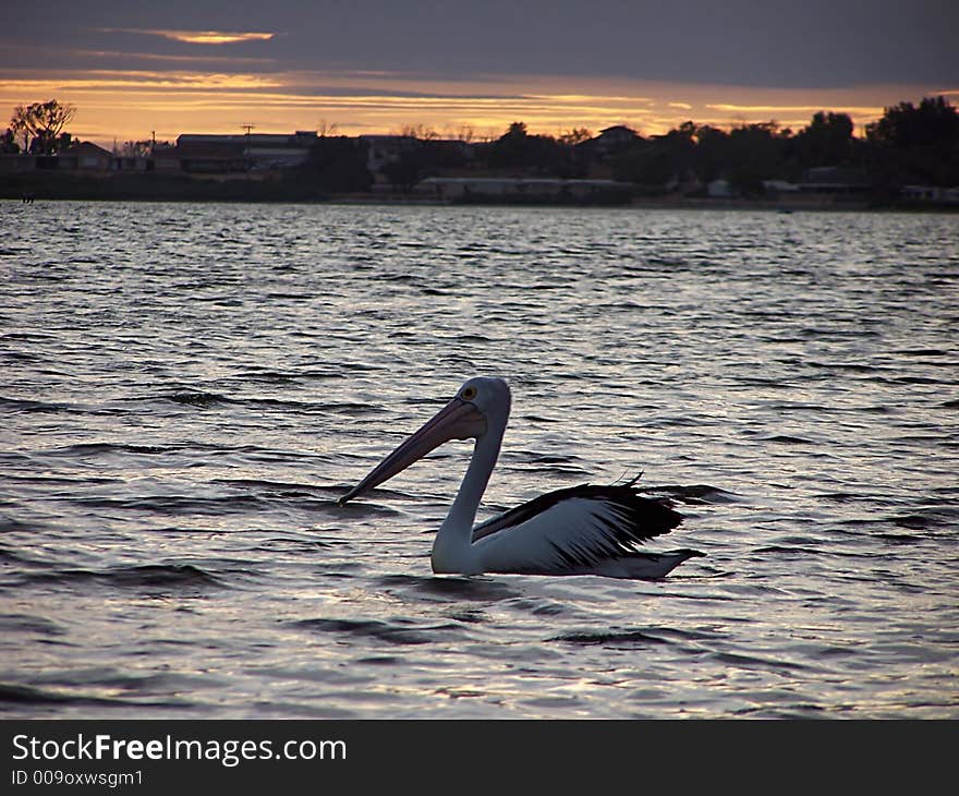 Large pelican on the ocean at sunset