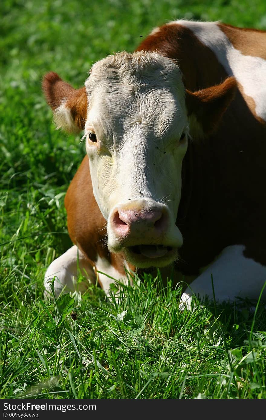 Happy Cow