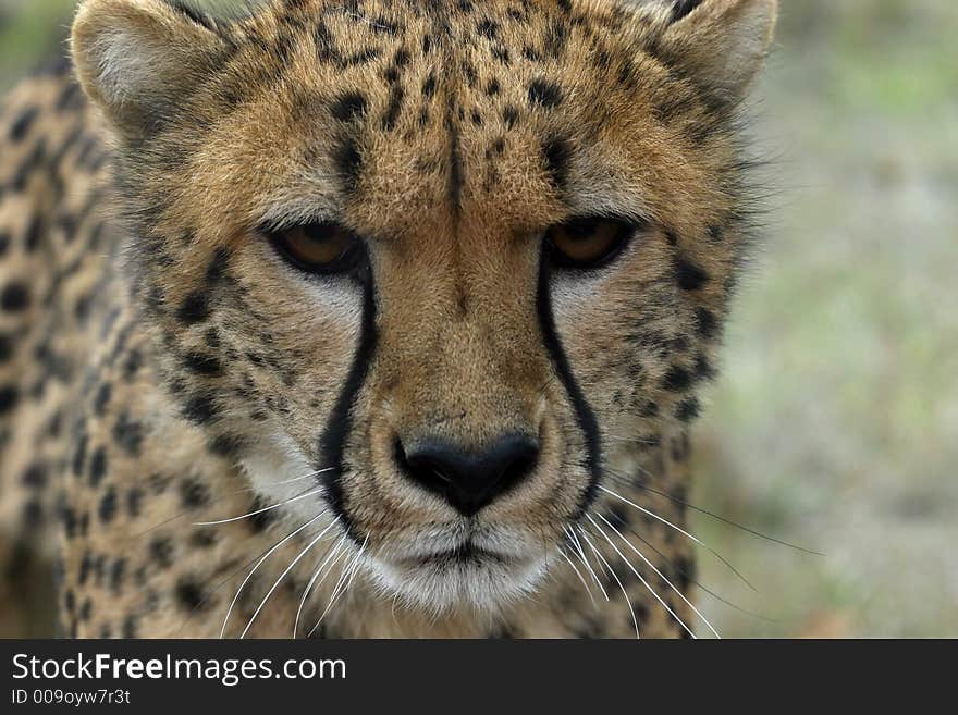 Cheetah staring at viewer.  This cat is not happy.