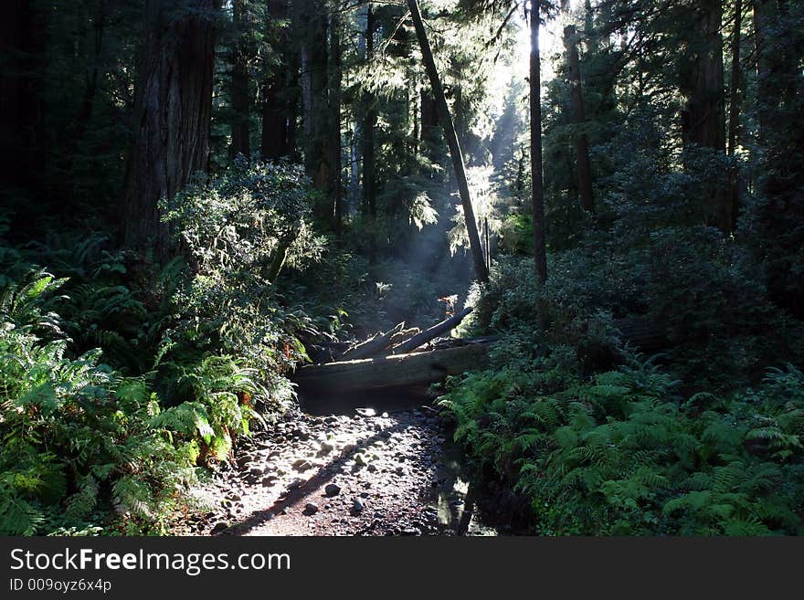 A beam of light shining through a redwood forest. A beam of light shining through a redwood forest.