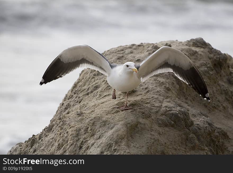 Bird on Rock 2