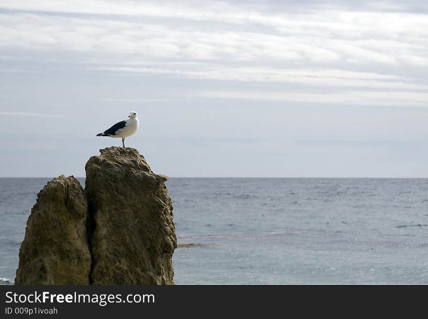 Bird on Rock 3