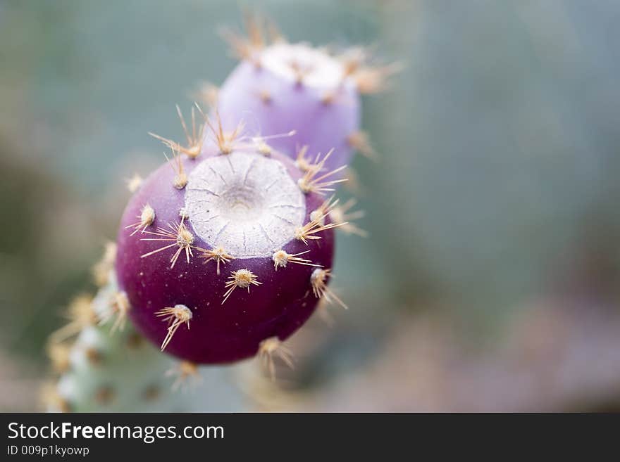 Cactus Bud