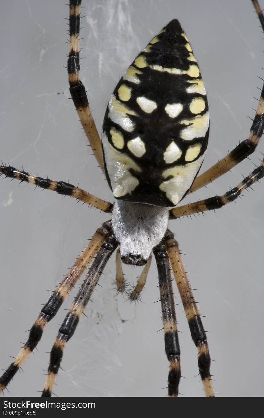 Garden spider detail