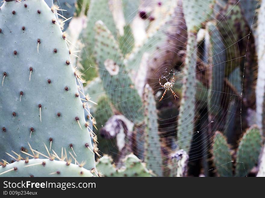 Spider with web built in cactus. Spider with web built in cactus