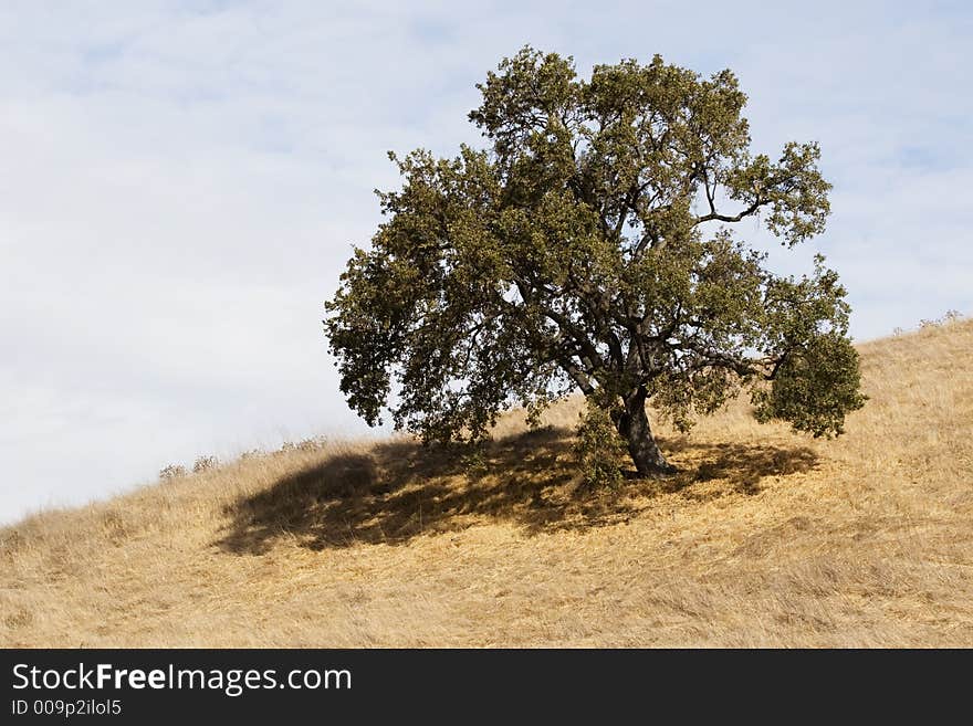 Tree on Hill