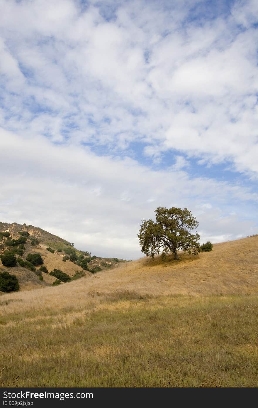 Tree on Hill 3