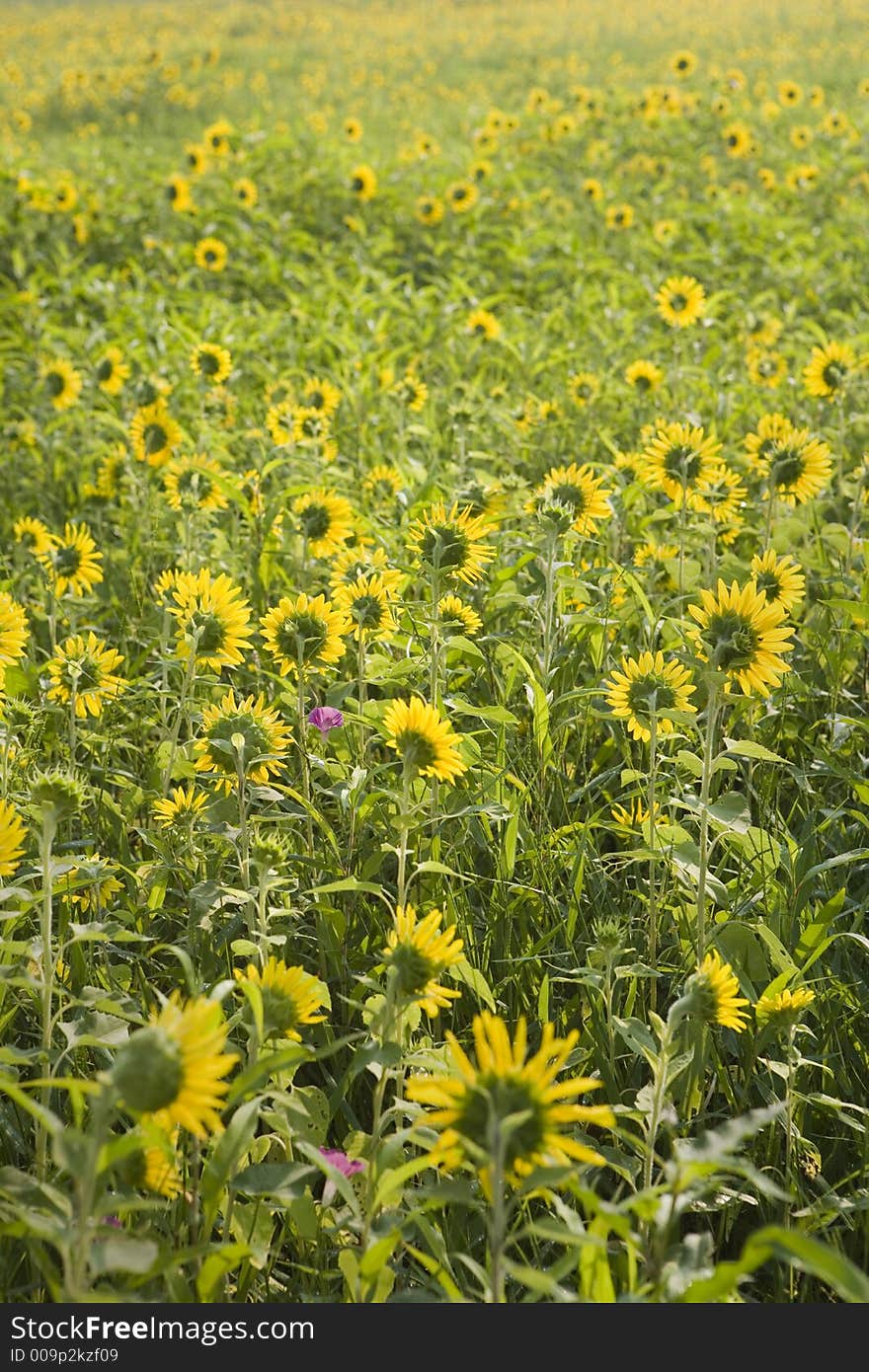 Field of Sunflowers