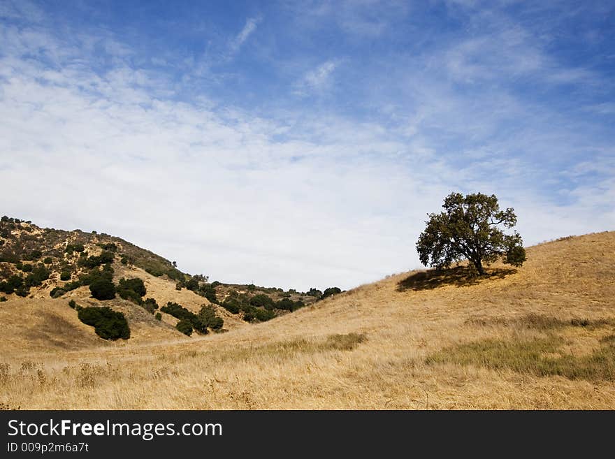 Tree on Hill 2