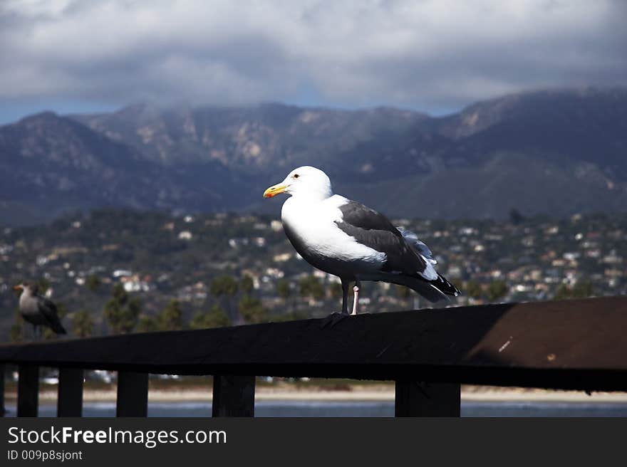 Seagull