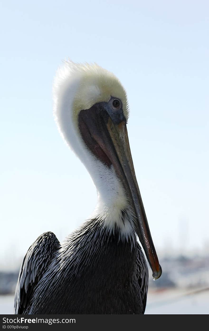 Pelican