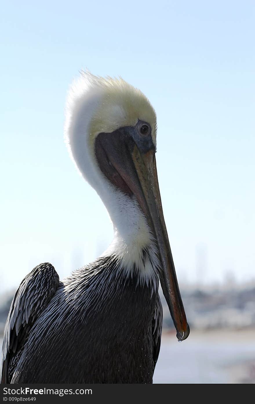 Pelican