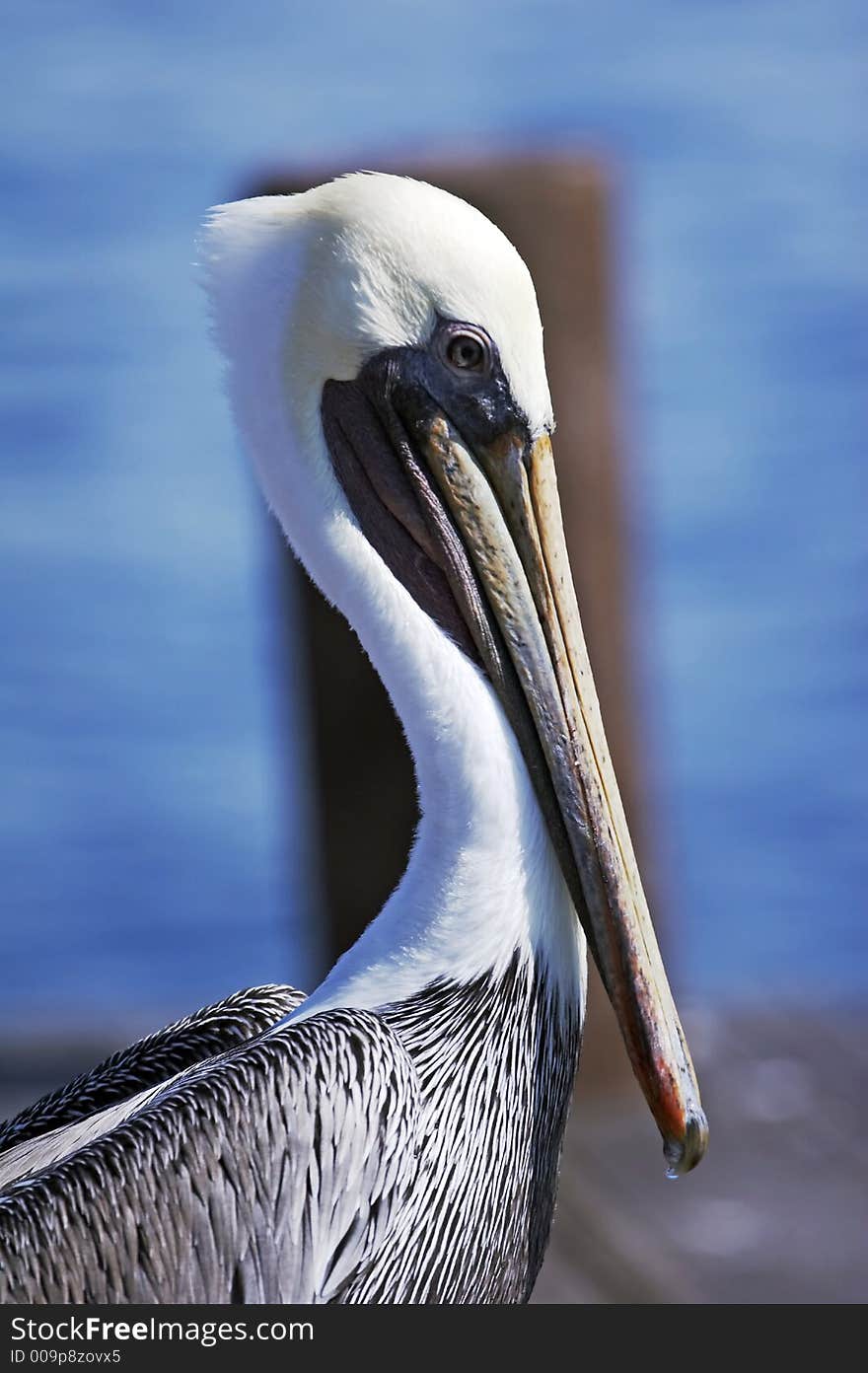 Pelican