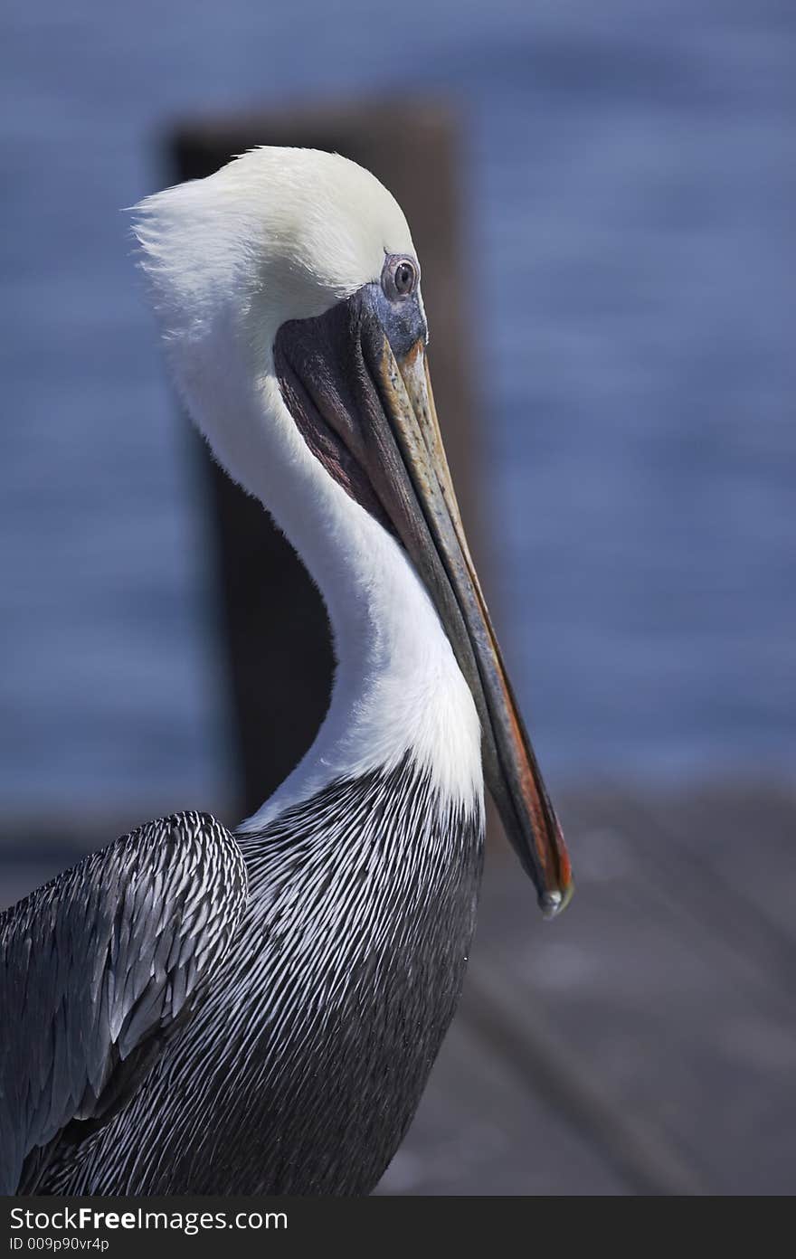 Pelican