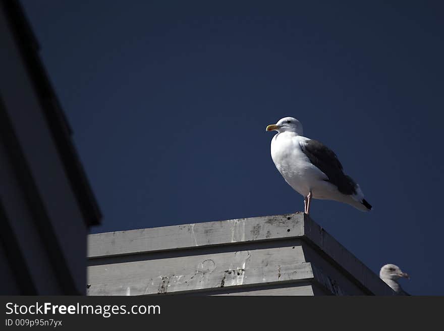 Seagull